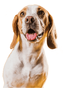 A joyful dog basking in the sunshine at Doggies Gone Wild in Miami Gardens, embodying the happiness and carefree spirit of our furry guests.