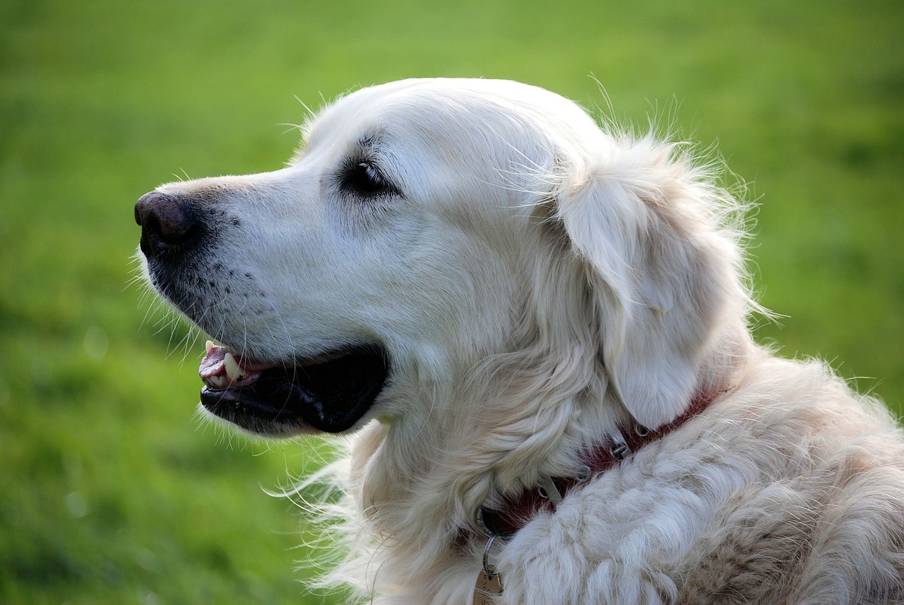 retriever, canine, pet